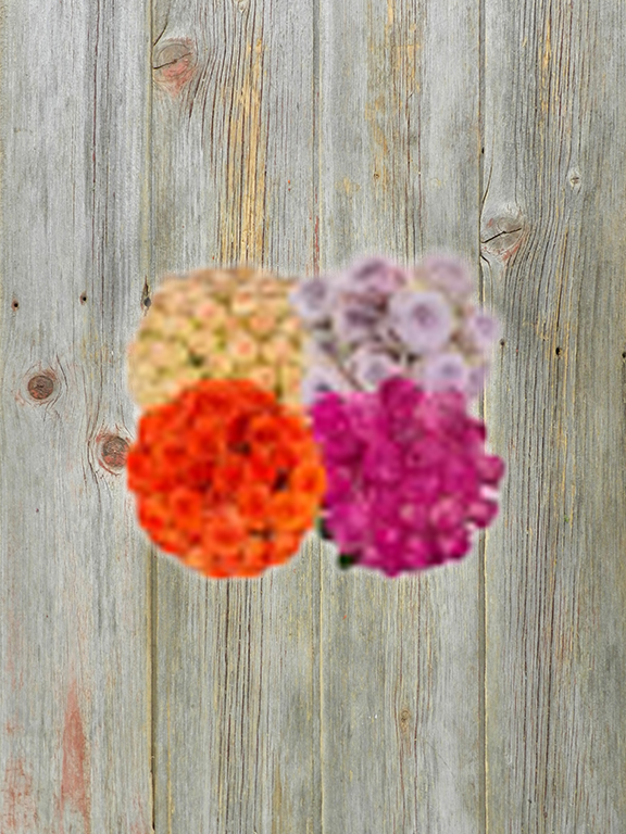 ECUADORIAN ASSORTED COLOR SPRAY ROSES